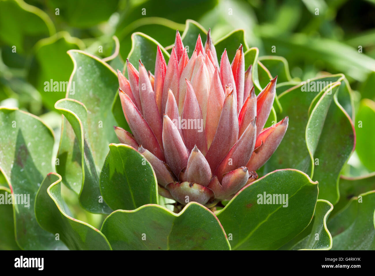 King Protea (Protea cynaroides), native to South Africa, Cape Province, Botanical Garden, Duesseldorf, North Rhine-Westphalia Stock Photo