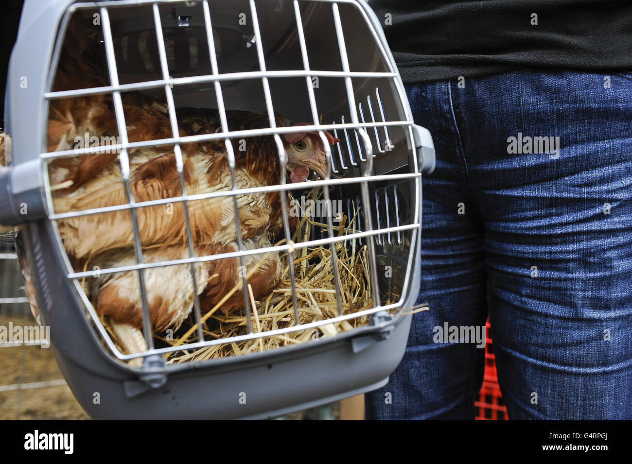 Britain's last battery hen. Rescued battery hens Stock Photo Alamy
