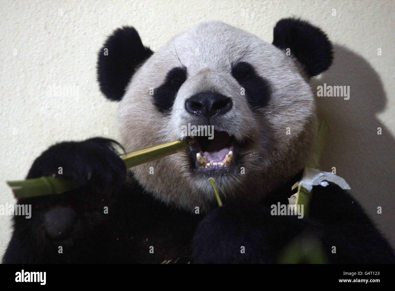 ぱんだ Panda keeper hi-res stock photography and images - Alamy