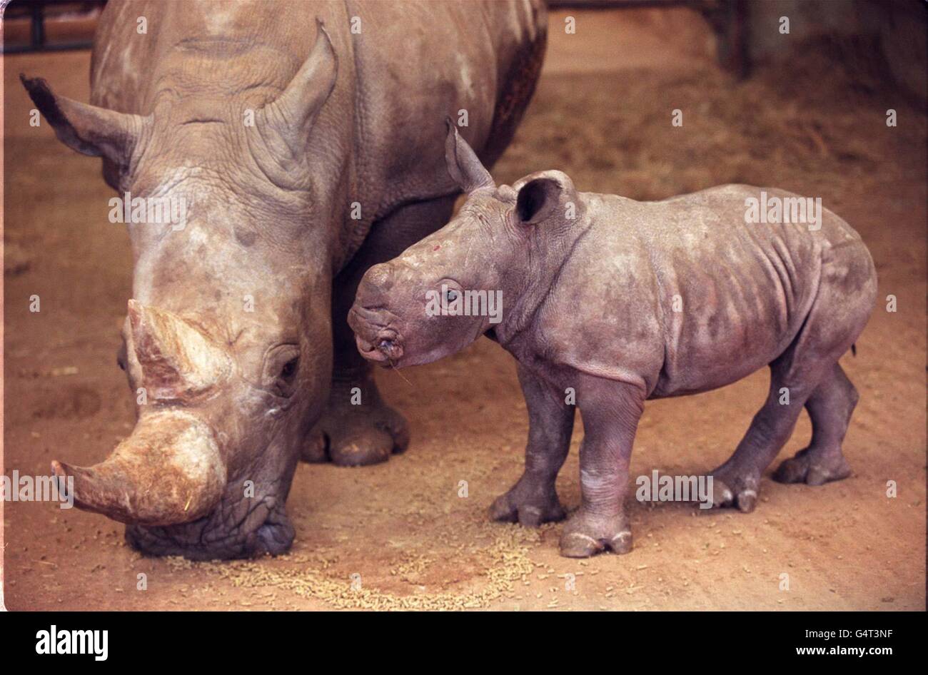 A baby white rhino hi-res stock photography and images - Alamy