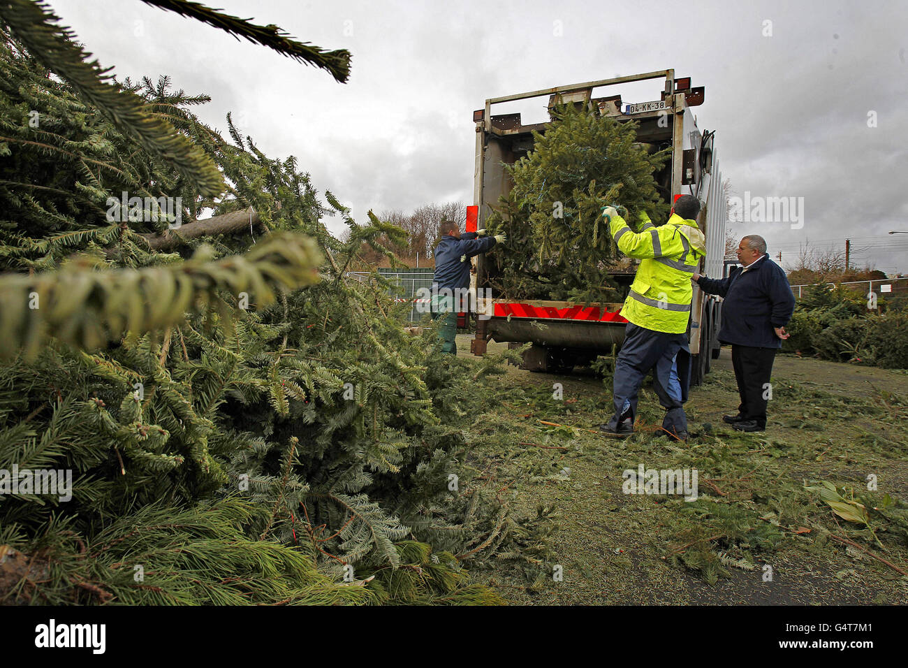 Christmas tree mulch Stock Photo Alamy