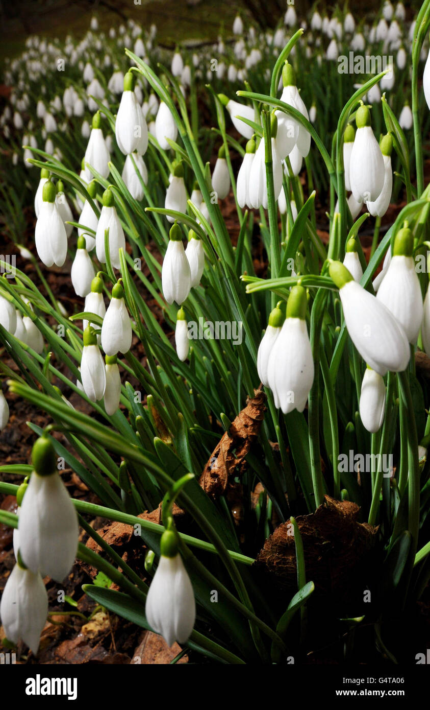 Snowdrops in early bloom at rococo gardens in painswick hires stock