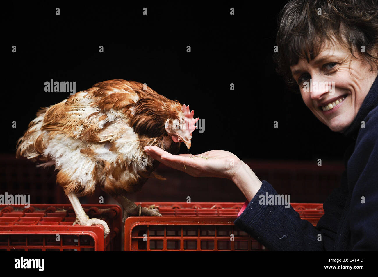 British Hen Welfare Trust founder Jane Howorth with Britain's last battery hen, Liberty, who has been re-homed retirement at a farm in Chulmleigh, Devon, marking the end of an era for commercial laying hens, the charity said. Stock Photo