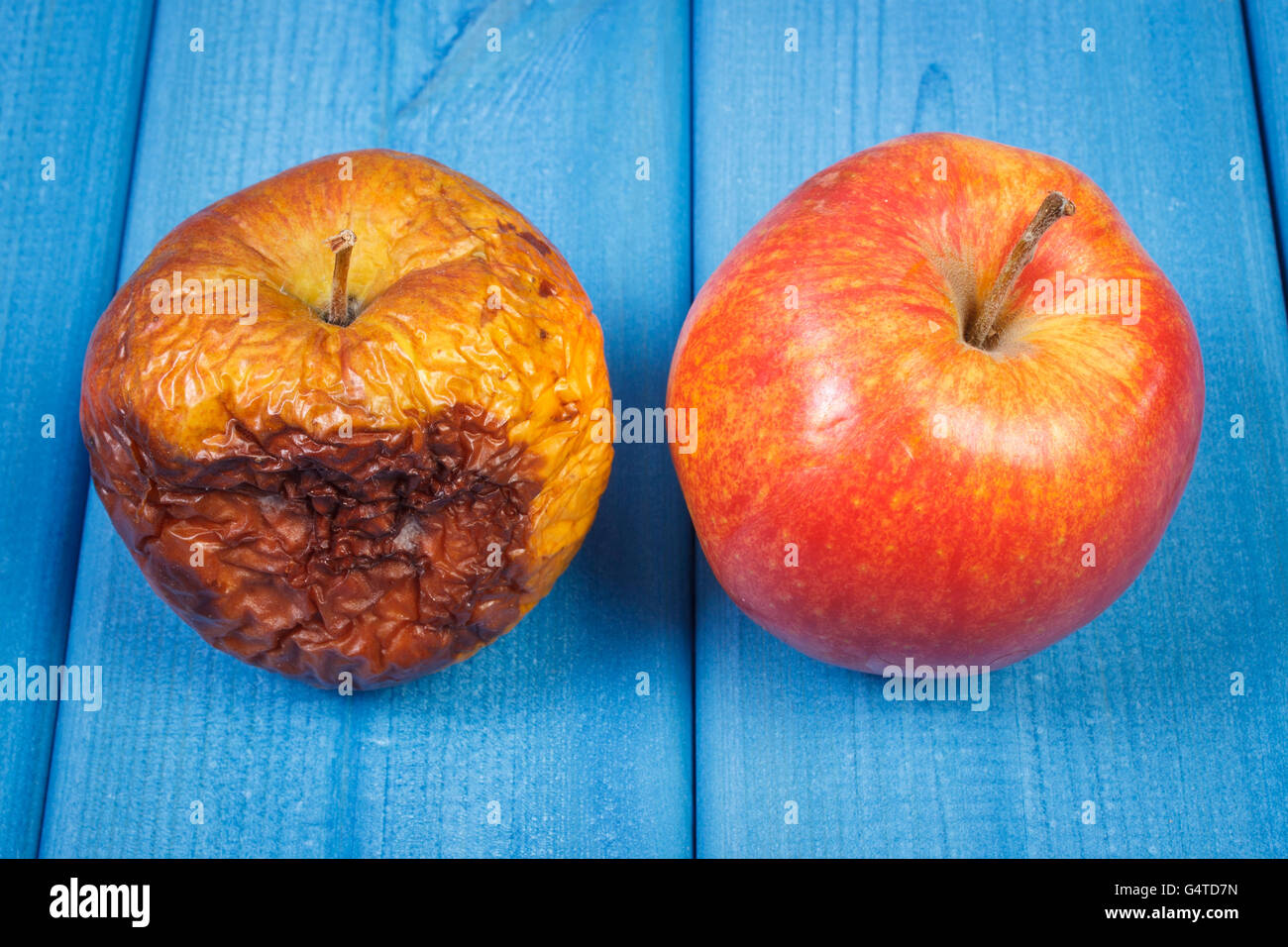 Rotten Apple - Stock Image - F003/9696 - Science Photo Library