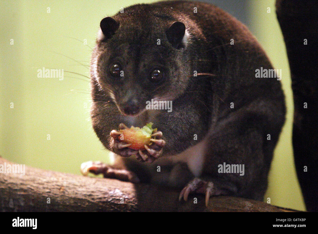 Ground Cuscus at Edinburgh Zoo Stock Photo Alamy