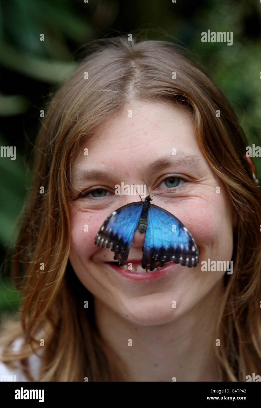 Blue Morpho Butterfly Pose D Model Ad Morpho Blue Butterfly Model My