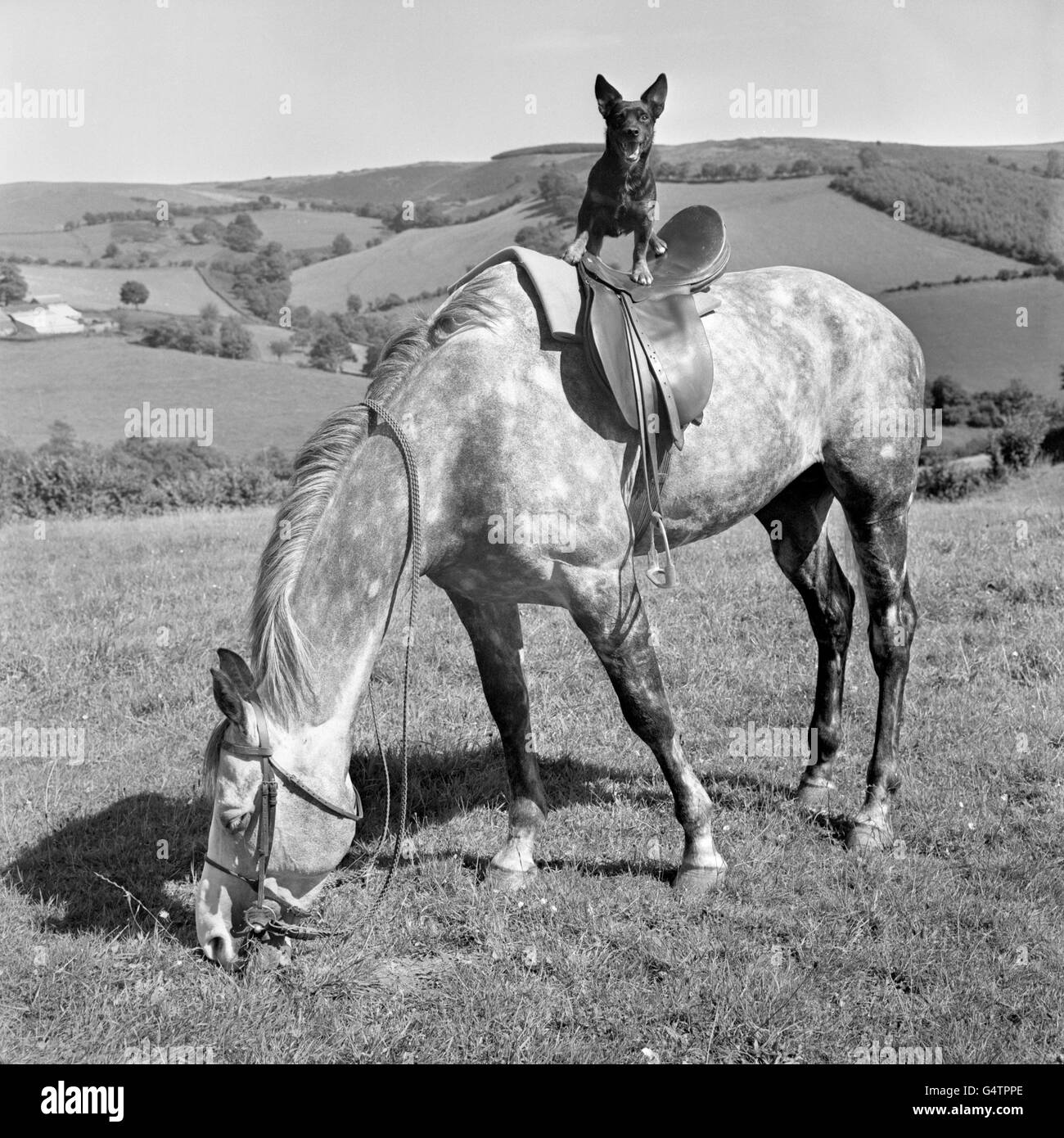 Animals - Horse Riding Terrier - Wales Stock Photo