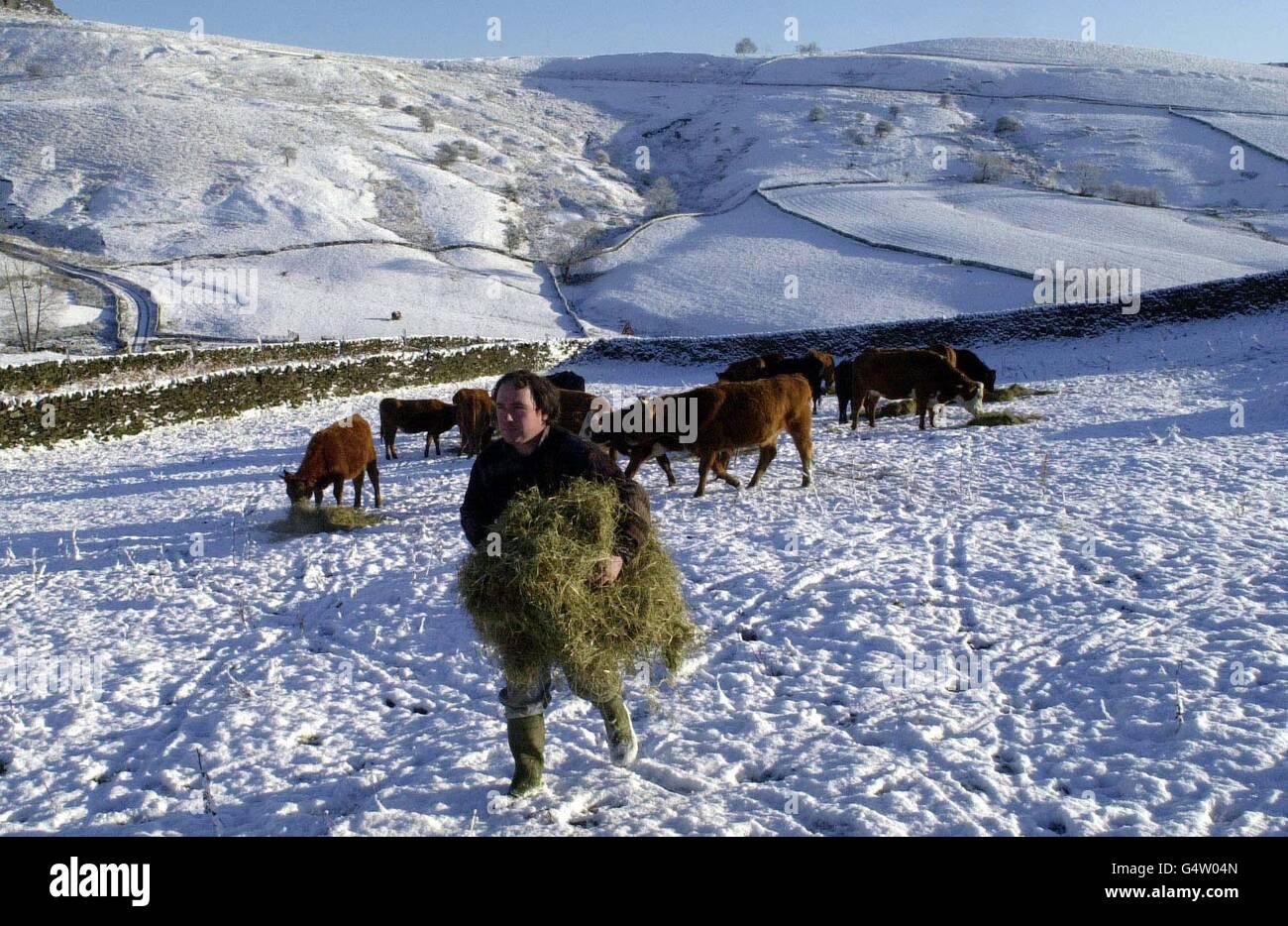 Farmer John Elliott of Hathersage feeds his cattle in the high moors of the Peak District, after heavy snowfall overnight. Stock Photo