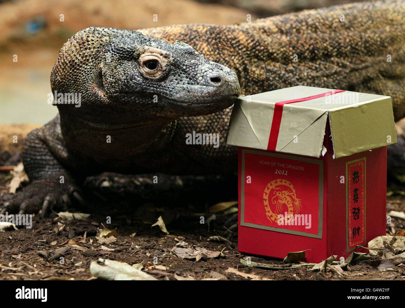 13-year old Raja the male Komodo dragon is given a treat to celebrate  Chinese New Year, at London Zoo in north London Stock Photo - Alamy
