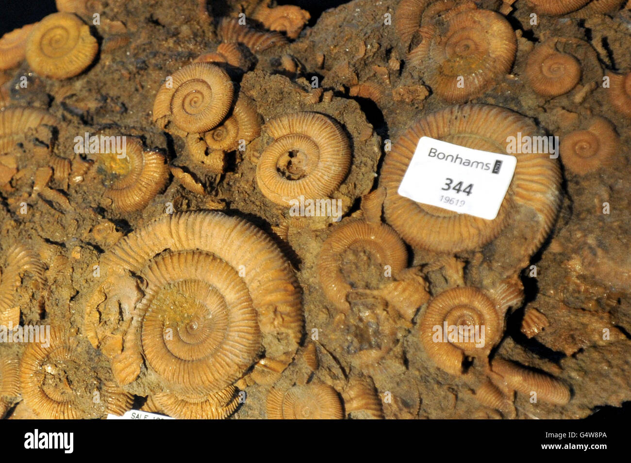 A rare Devonian period (450 million year old) Ammonite fossil, found in Morocco, which forms part of a Bonham's Annual Gentleman's Library sale, on Wednesday January 18th. Stock Photo