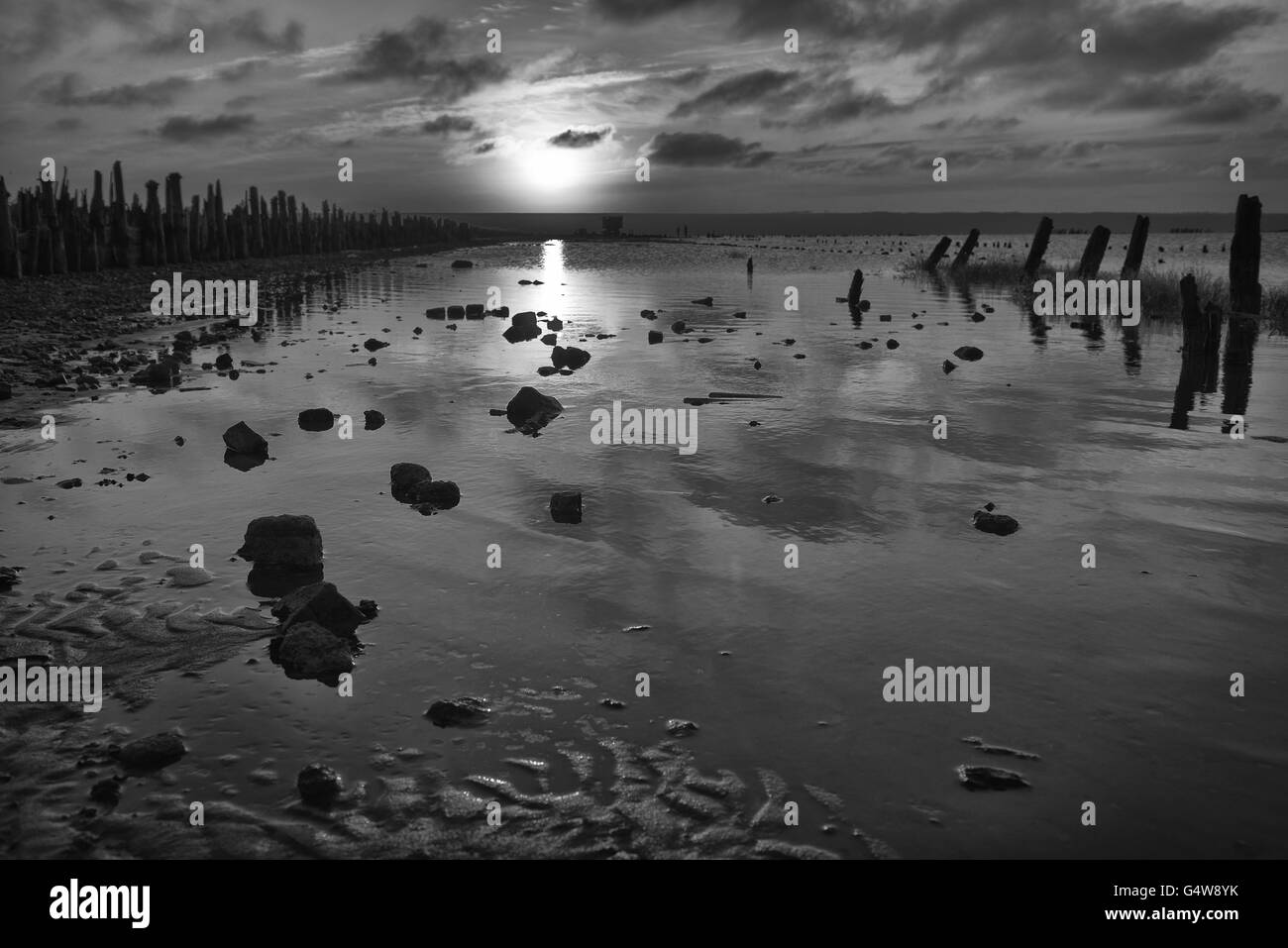 Potted Plants All-Occasion Blank Note Greeting Cards | 12 Pack Assortment Bulk Variety Set (4x6