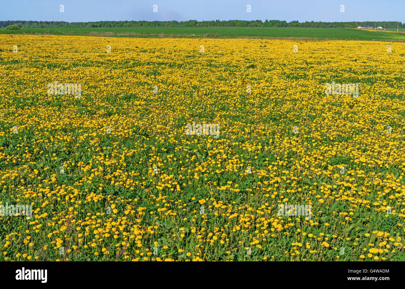 Near the road grow yellow dandelions.In the distance a green wheat field. Stock Photo
