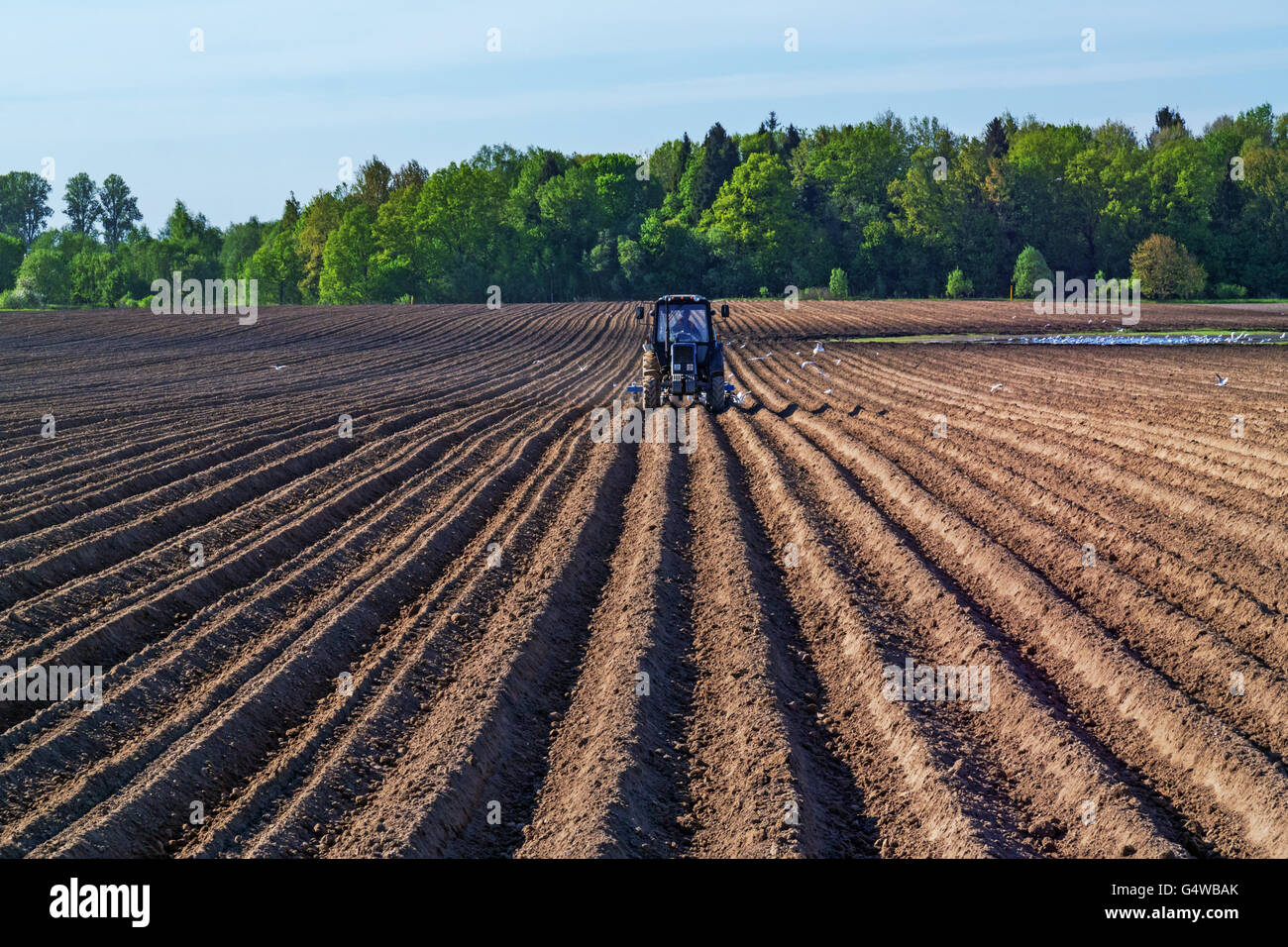 The peasant works at an agricultural field at tractor.Tractor with a seeder with escort white birds. Stock Photo