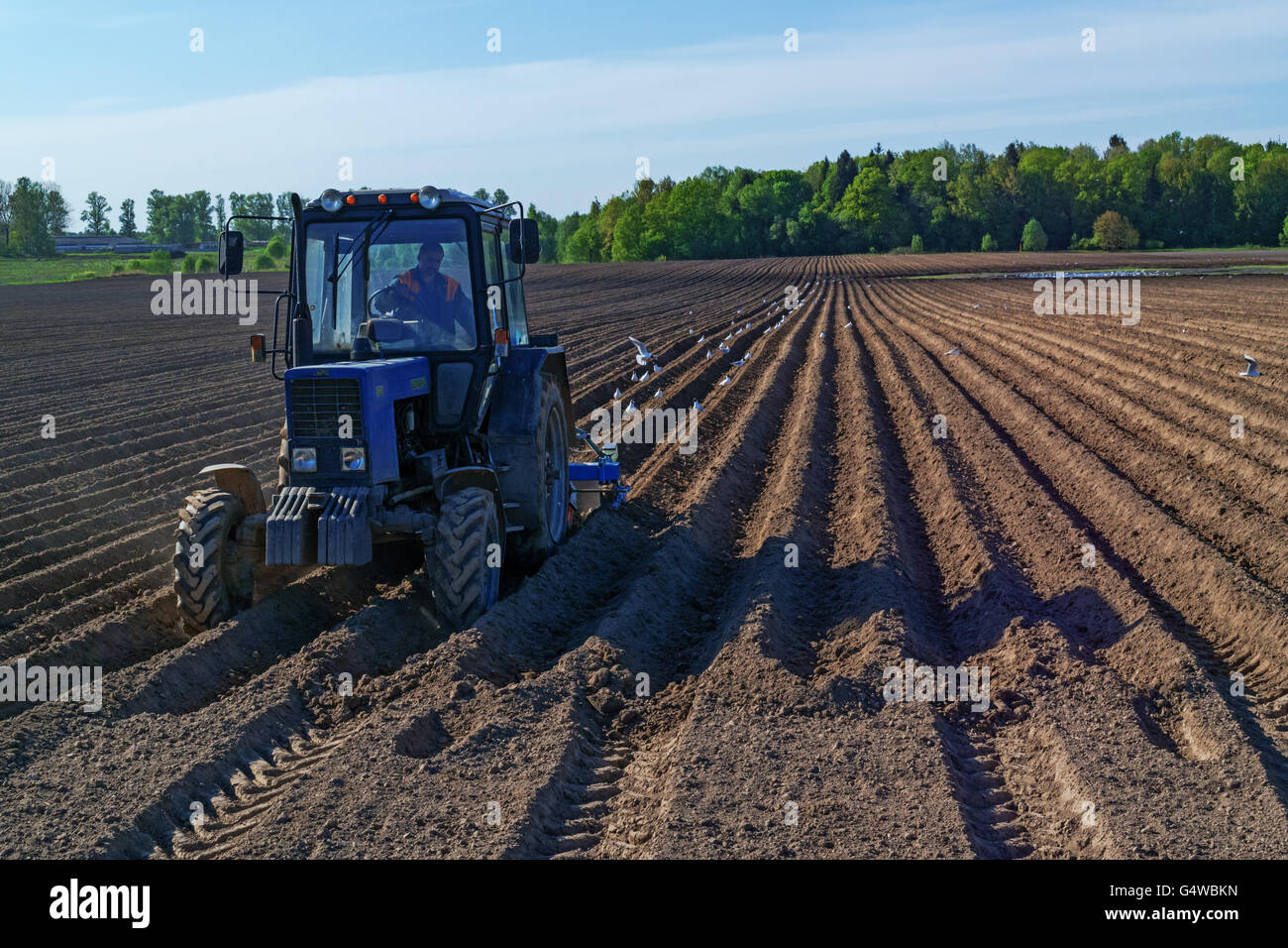 The peasant works at an agricultural field at tractor.Tractor with a seeder with escort white birds. Stock Photo