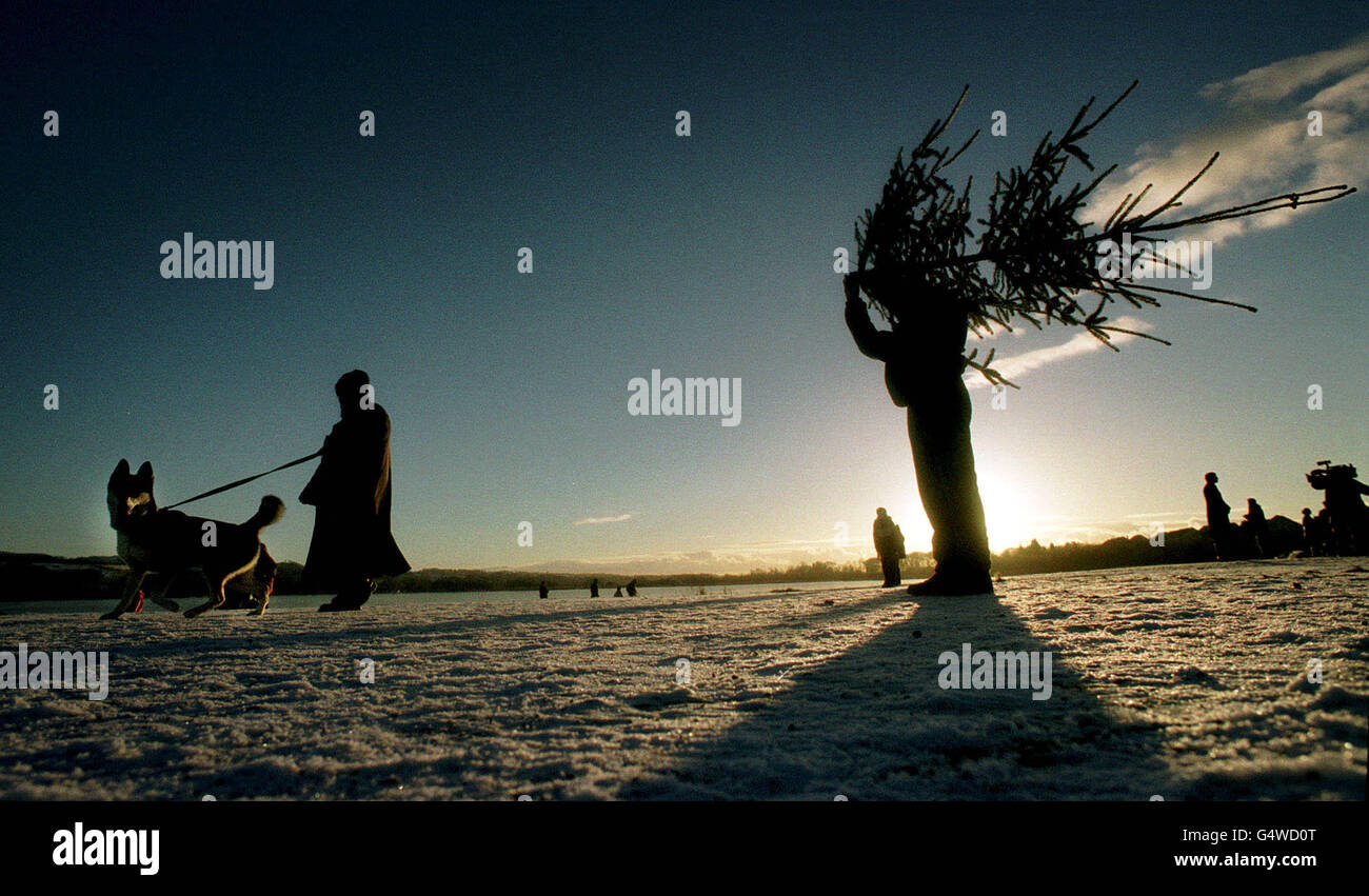 SCOTLAND Weather/Xmastree Stock Photo