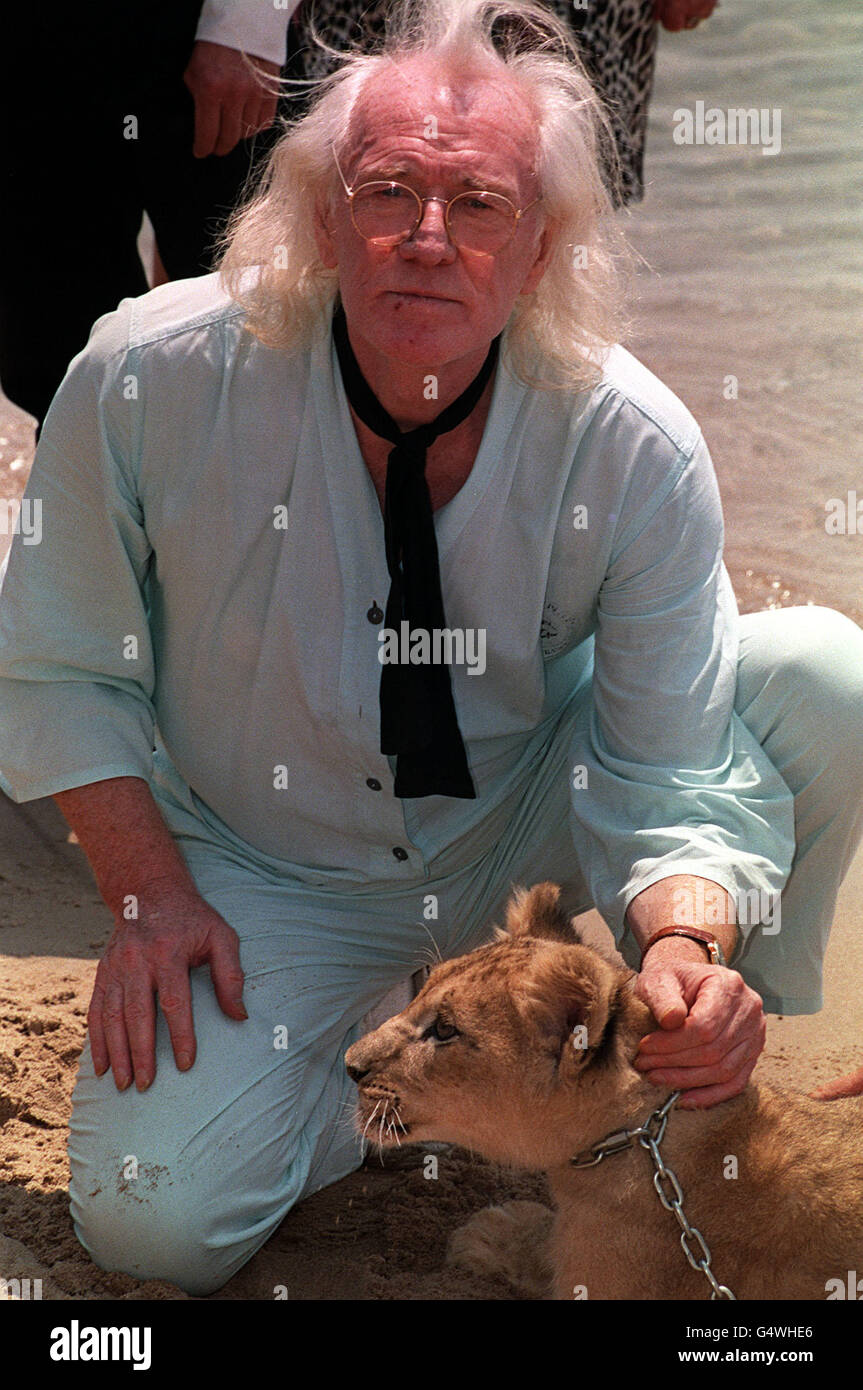AP and EPA Out : Actor Richard Harris meets lion cub Pasha on the beach at Cannes, at a promotion for his film 'To Walk with Lions', a sequel to 'Born Free' during the 51st Cannes Film festival in France. Stock Photo