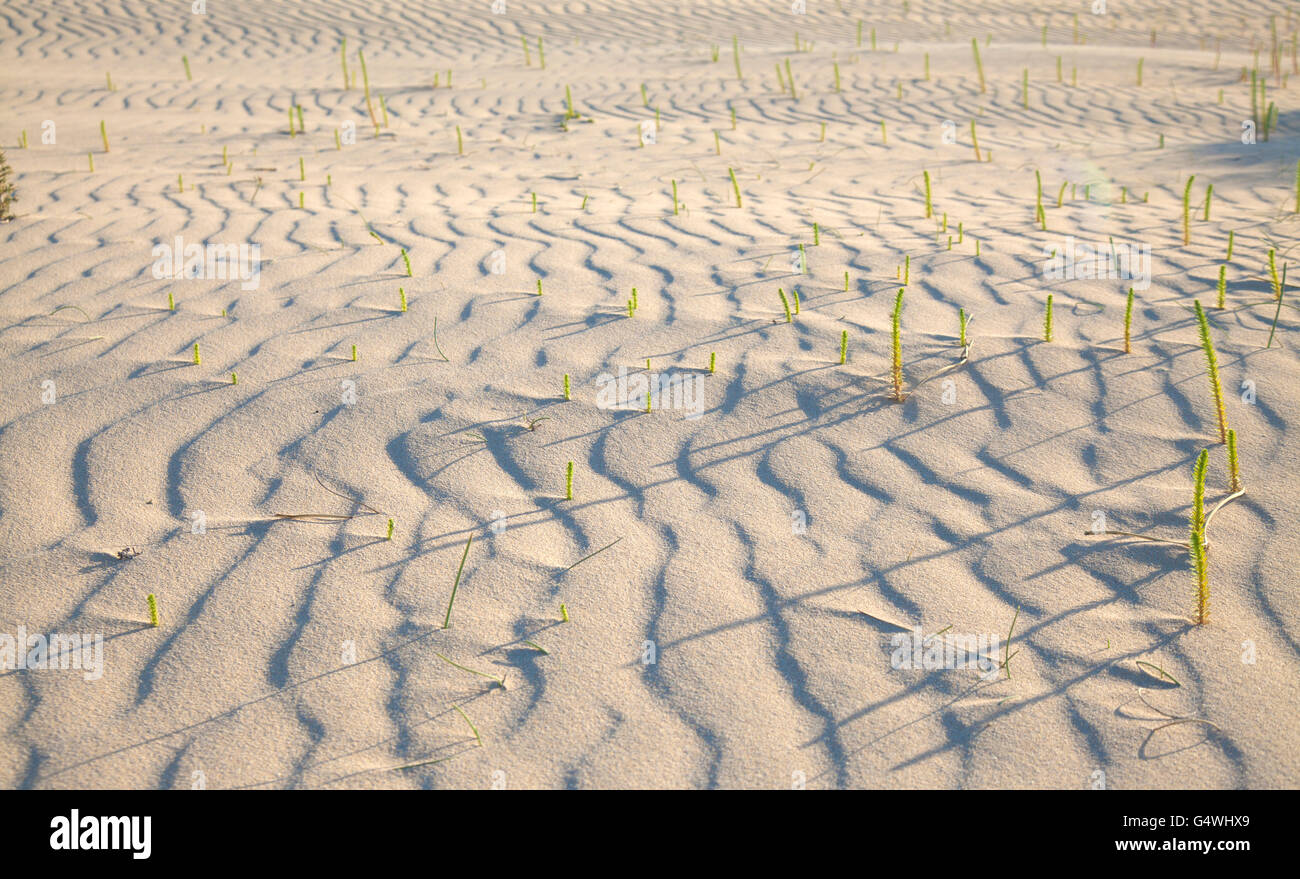 sand and wind pattern on dune surface, small Euphorbia plants, long evening shadows Stock Photo