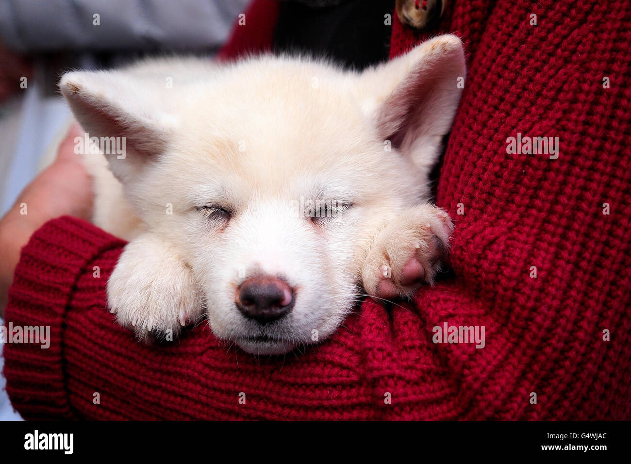 Closeup of a dog in arms Stock Photo