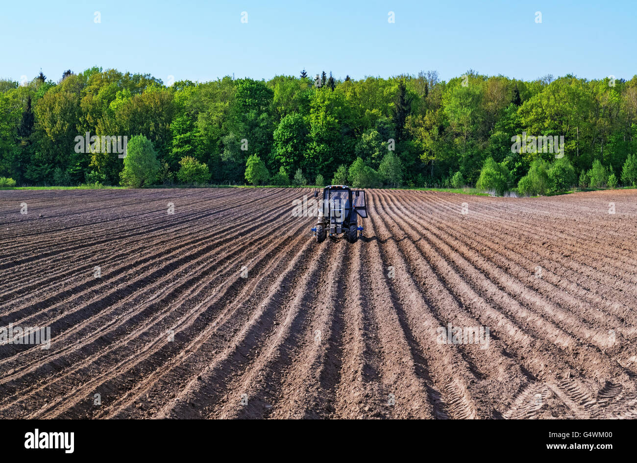 The tractor works at an agricultural field. In the background deciduous forest. Stock Photo