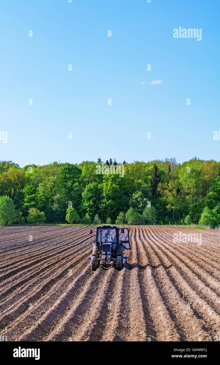 The tractor works at an agricultural field. In the background deciduous forest. Stock Photo