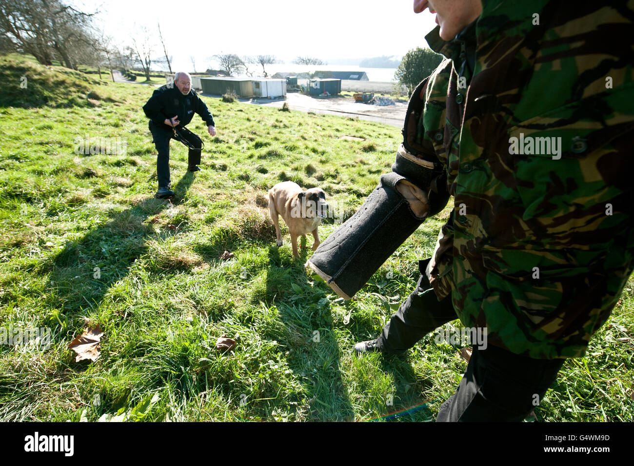 A Belgian Shepherd General Purpose police dog takes part in bite and detention training Stock Photo
