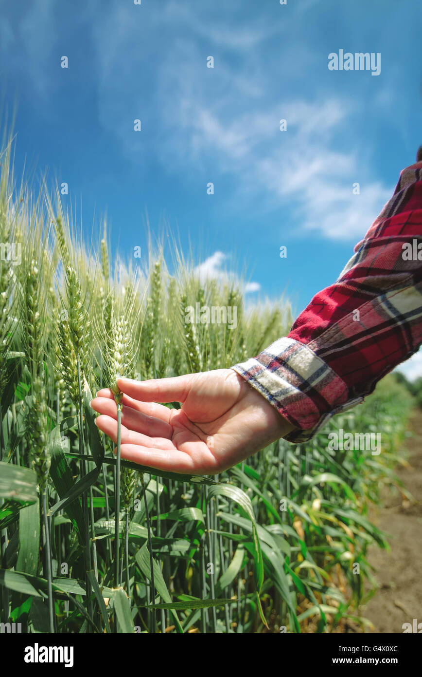 Female farmer in wheat field, hand touching cereal crops Stock Photo