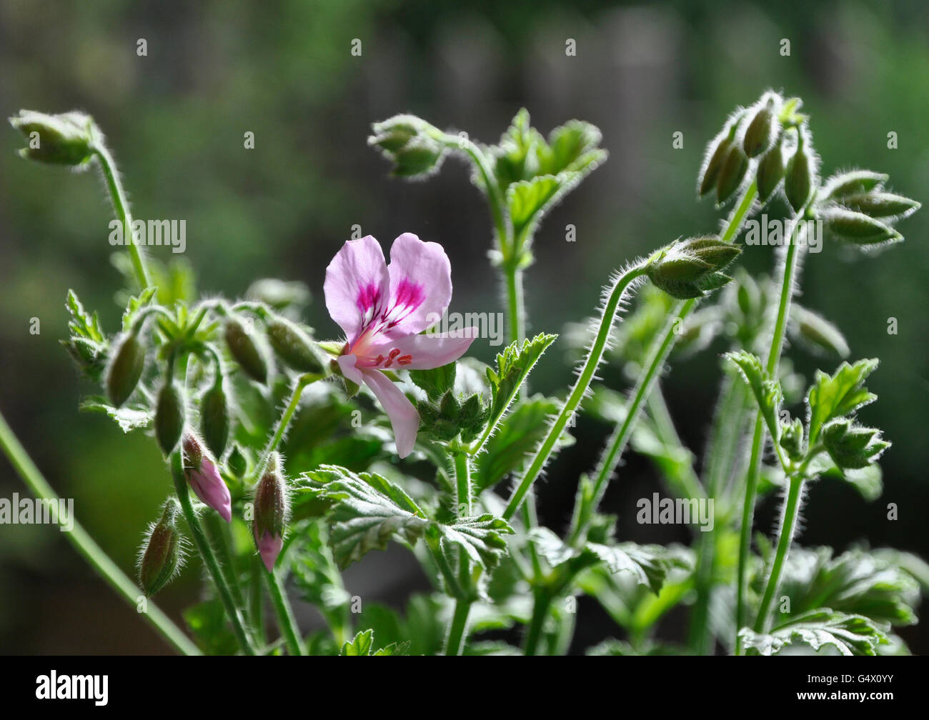 scented geranium lemon fancy Stock Photo Alamy
