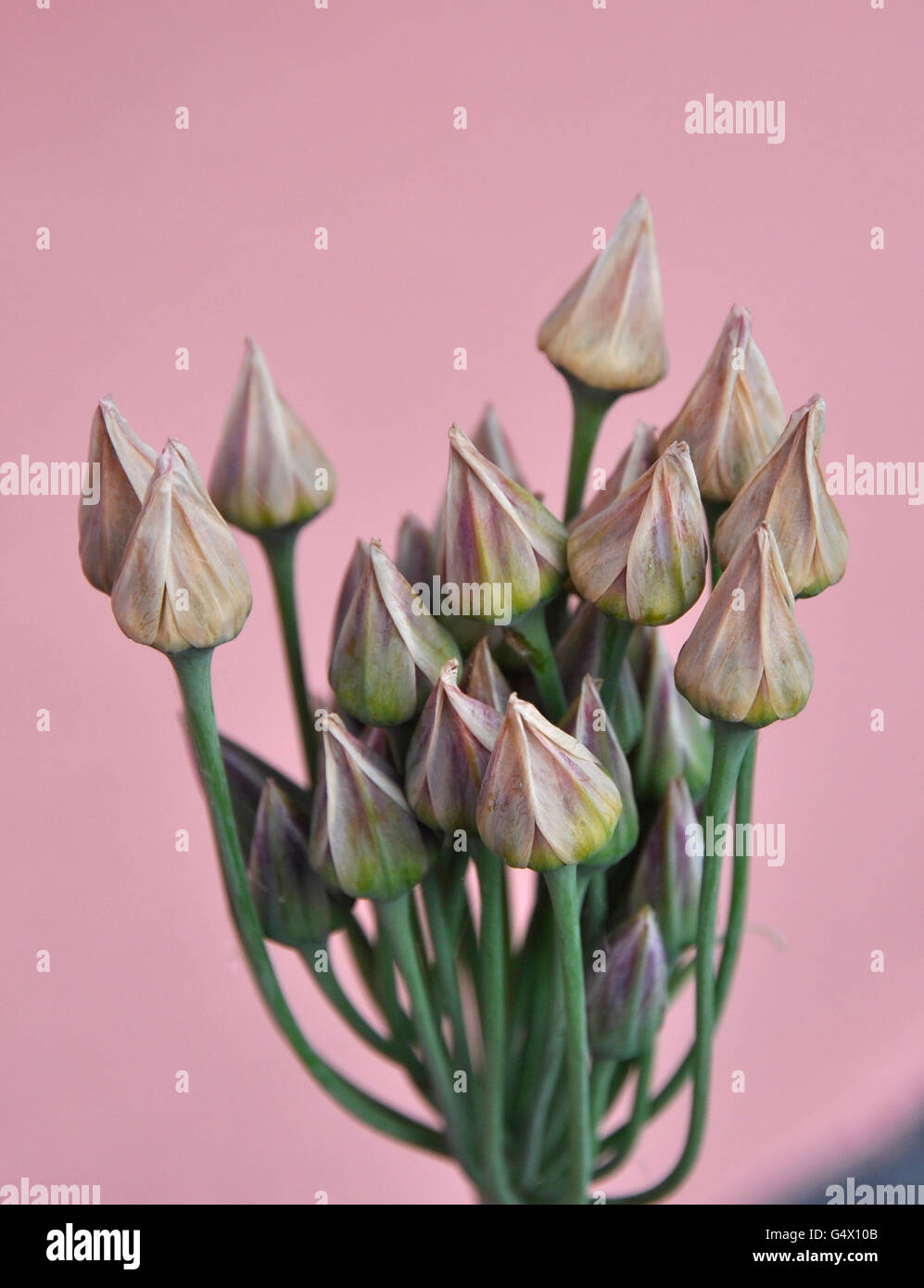 sicilian honey garlic Stock Photo Alamy