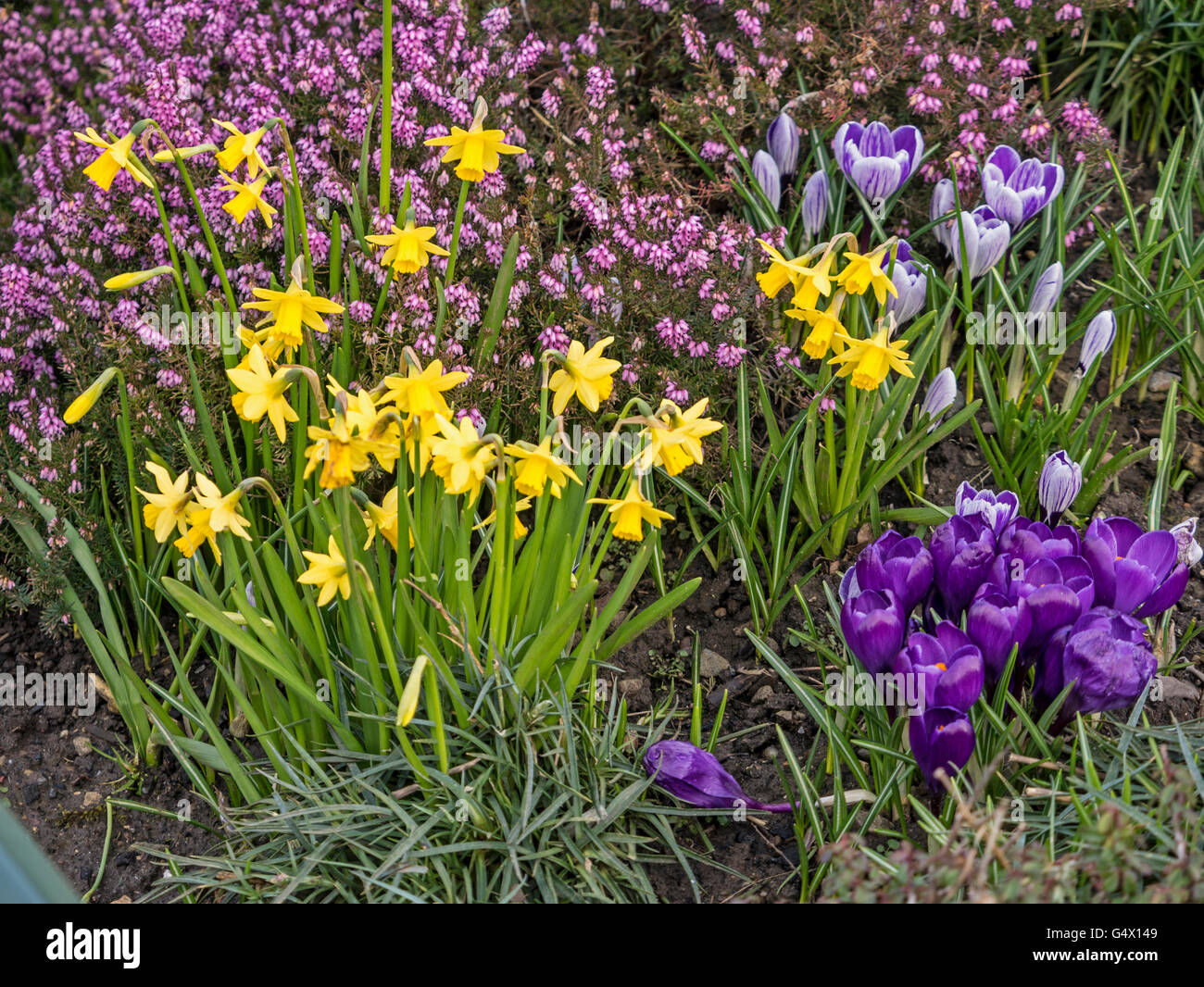 Spring border of daffodils crocuses and heather Yorkshire UK Stock