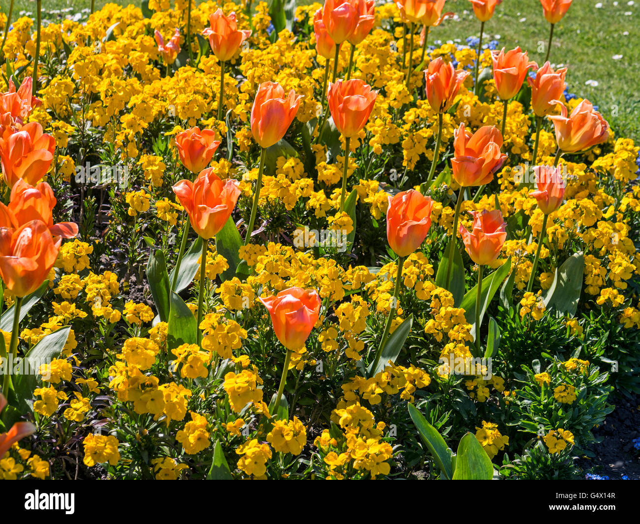 Tulips and Wallflowers in Spring Flower Bed Yorkshire UK Stock Photo