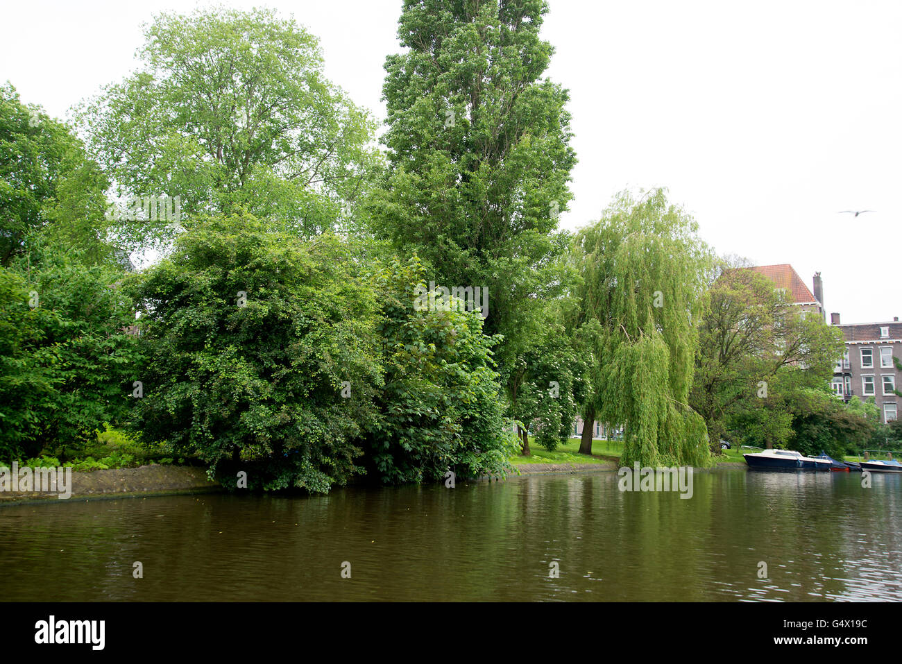 Weeping willow trees and greenery along the banks of the Artis canal in Amsterdam city center. Stock Photo