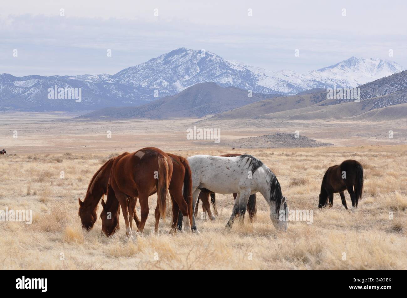 Wild horses among sagebrush in the Onaqui Herd Management Area February ...