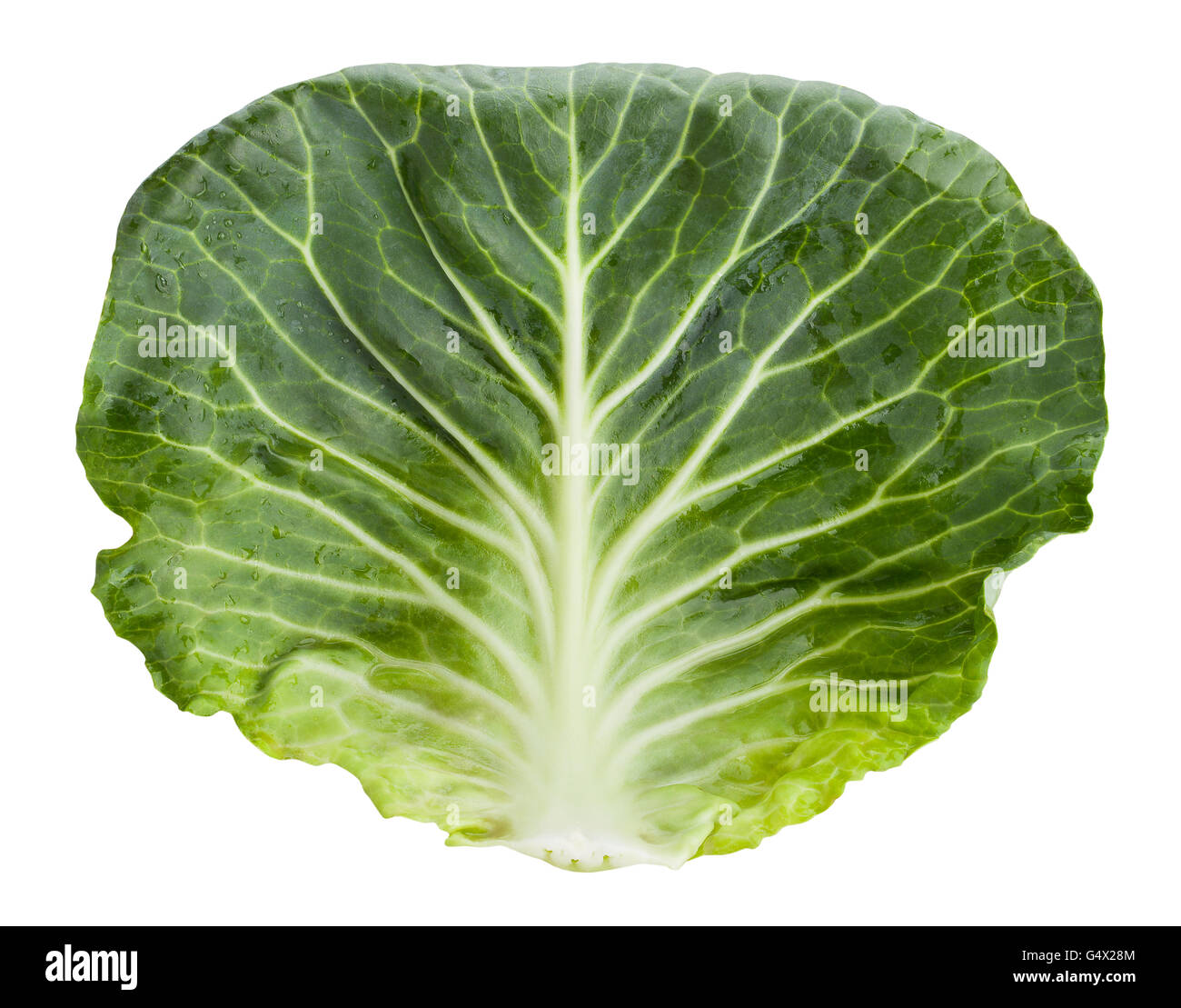 cabbage leaf isolated Stock Photo Alamy