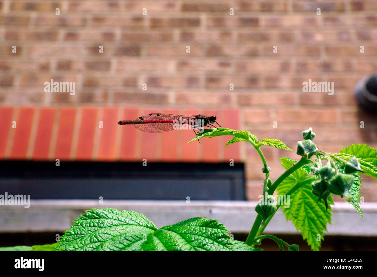 LARGE RED DAMSELFLY ON LEAF Stock Photo - Alamy