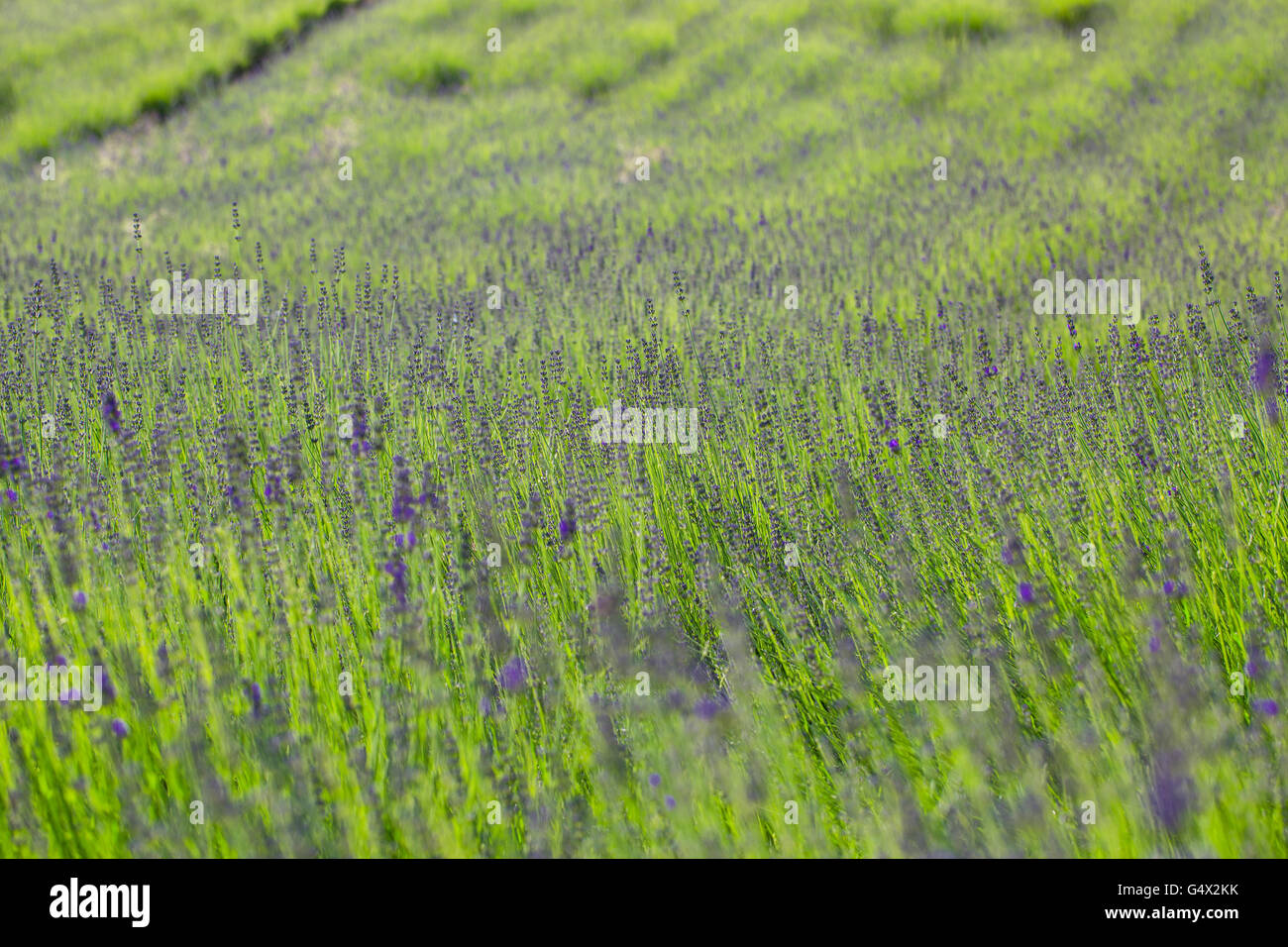 Inspirational background. Beautiful lavender field at sunset. Meditation mood, relaxing view Stock Photo