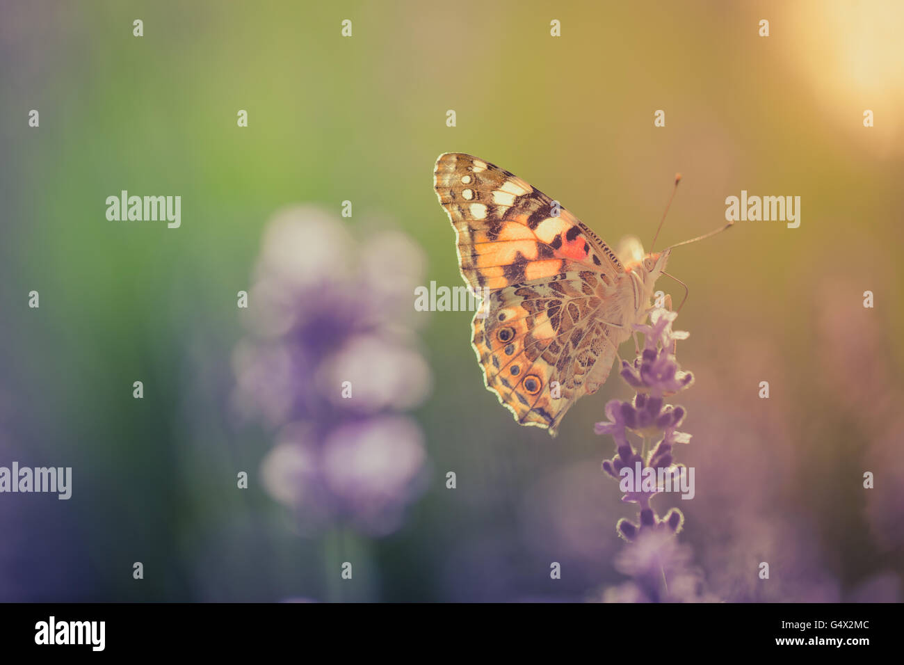 Beautiful inspirational natural background. Butterfly on lavender at sunset. Stock Photo