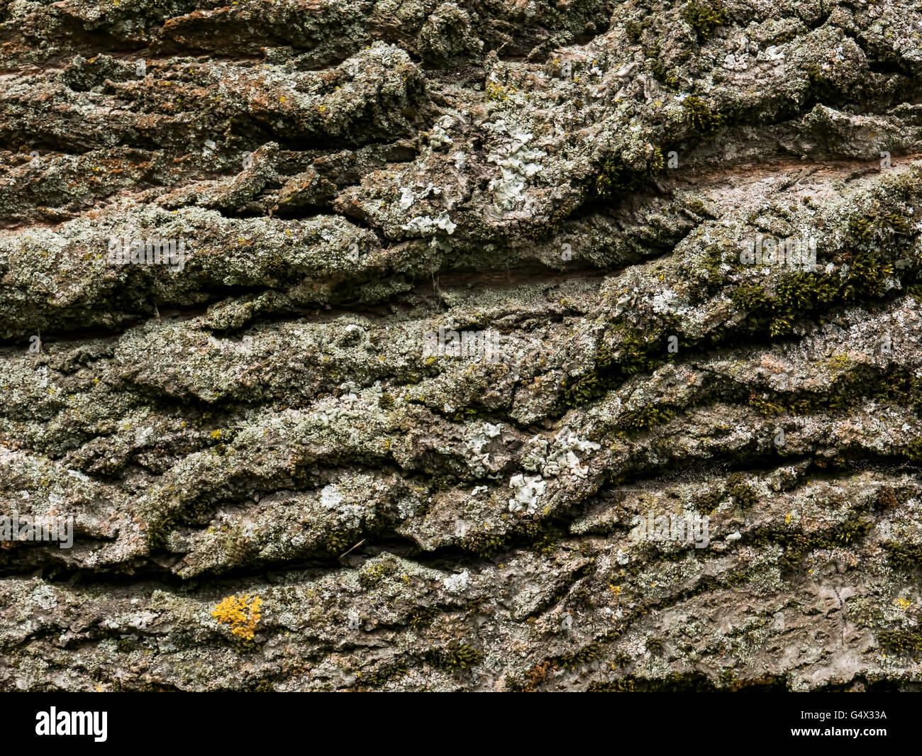 Tree bark texture background Stock Photo - Alamy
