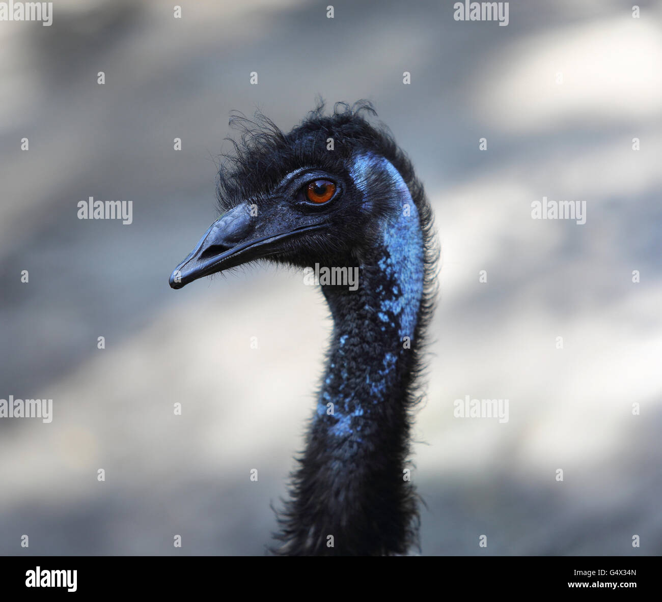 Close up of an emu head Stock Photo