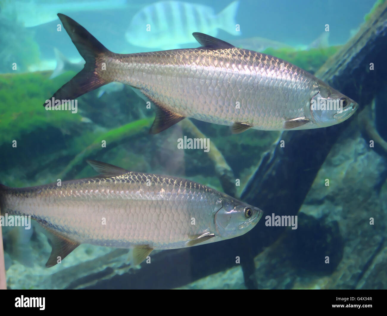 Mackerel fishes underwater Stock Photo