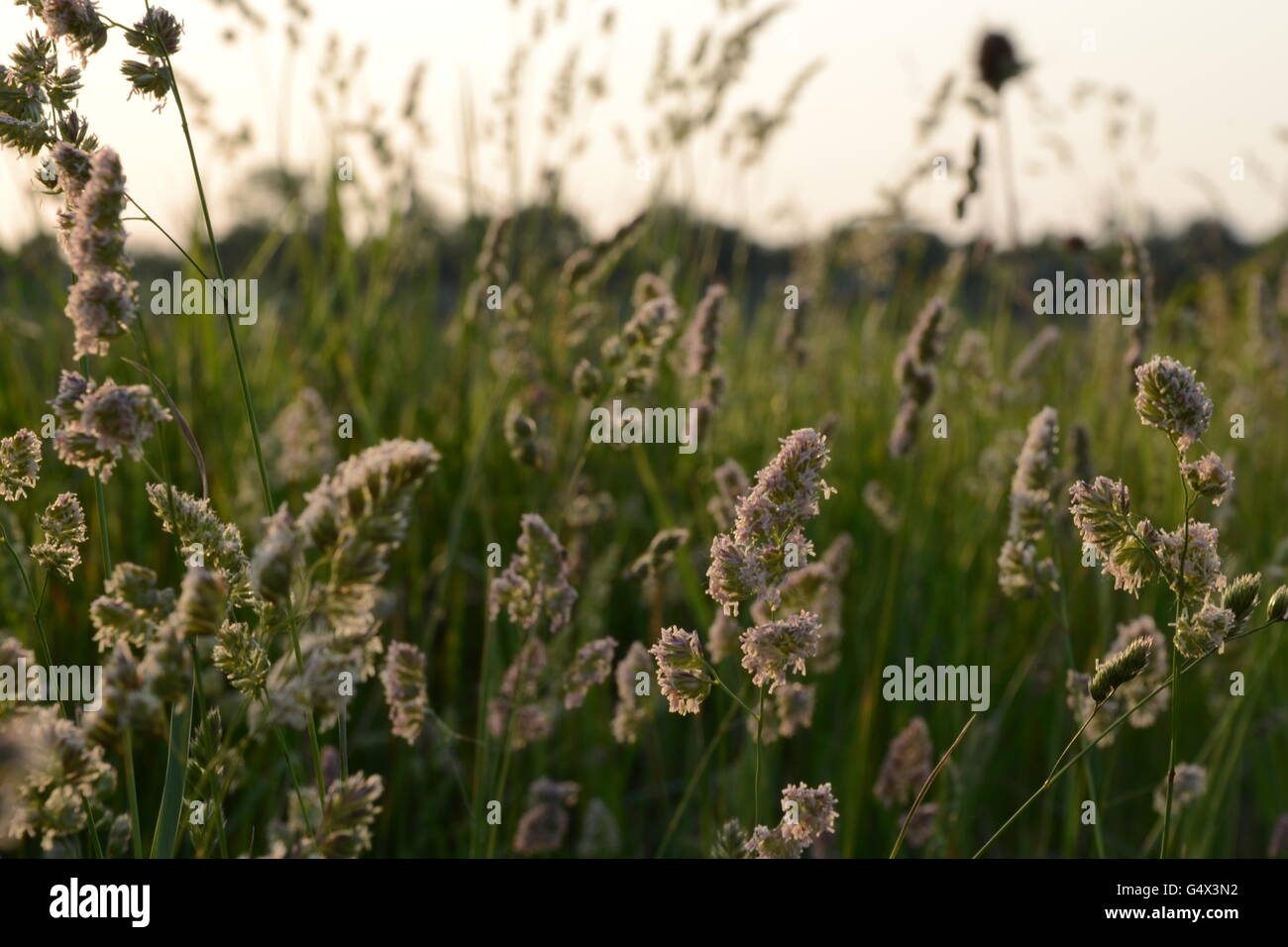 Sunlit green background hi-res stock photography and images - Alamy