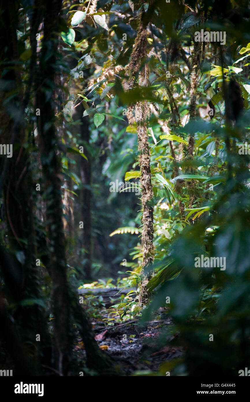Amazon rainforest. Ecuador Stock Photo