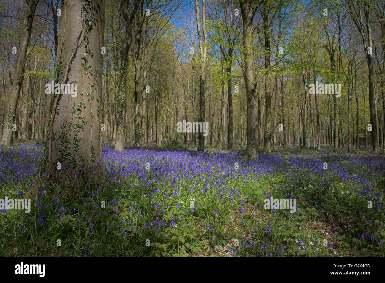 Bluebells-Hyacinthoides non-scripta amongst Beechwood- Fagus sylvatica, Sussex, England, UK, GB Stock Photo