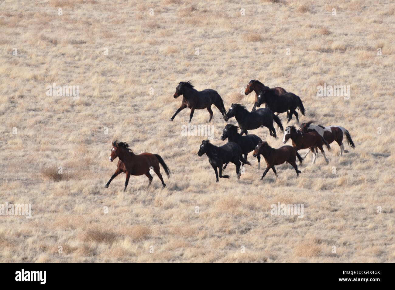 Wild horse herd running at the Onaqui Herd Management Area February 18 ...