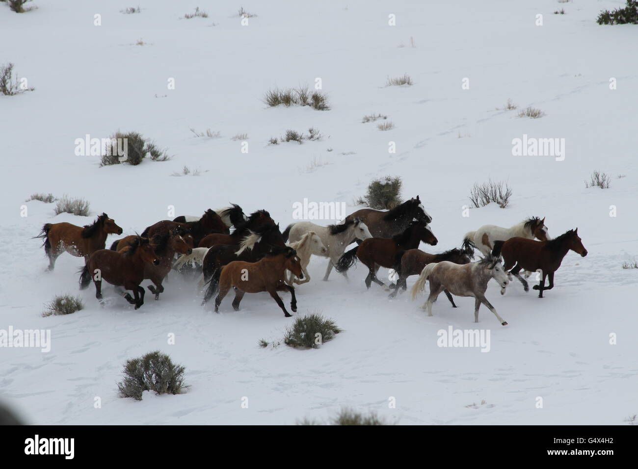 Wild horses in the snow in the Swasey Herd Management Area February 27, 2012 near Delta, Utah. Stock Photo