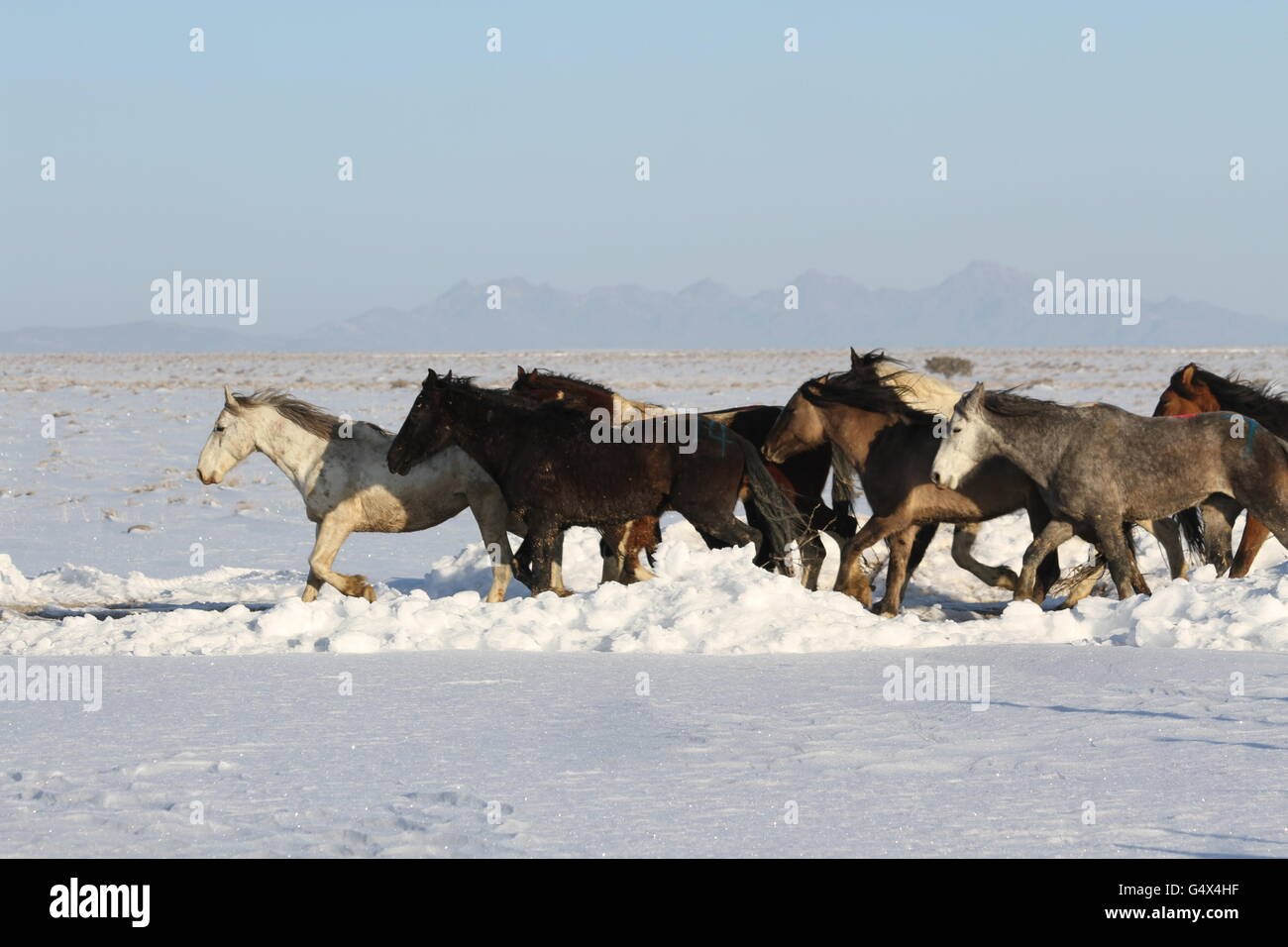 Wild horses in the snow in the Swasey Herd Management Area February 27, 2012 near Delta, Utah. Stock Photo