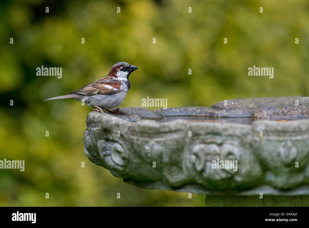 Male House Sparrow, Passer domesticus drinks from bird bath. Uk Stock