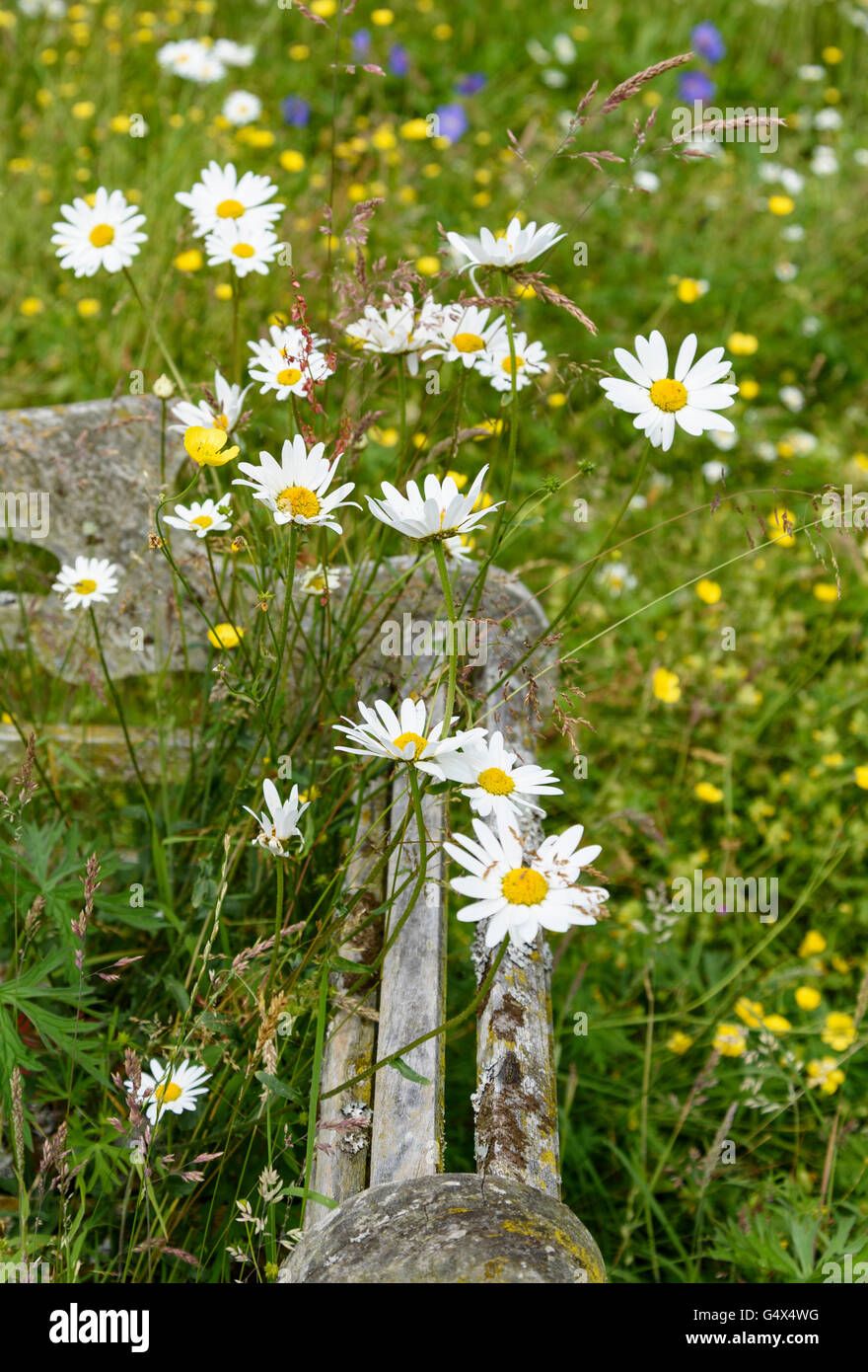 Spring daisies with old garden bench. Stock Photo