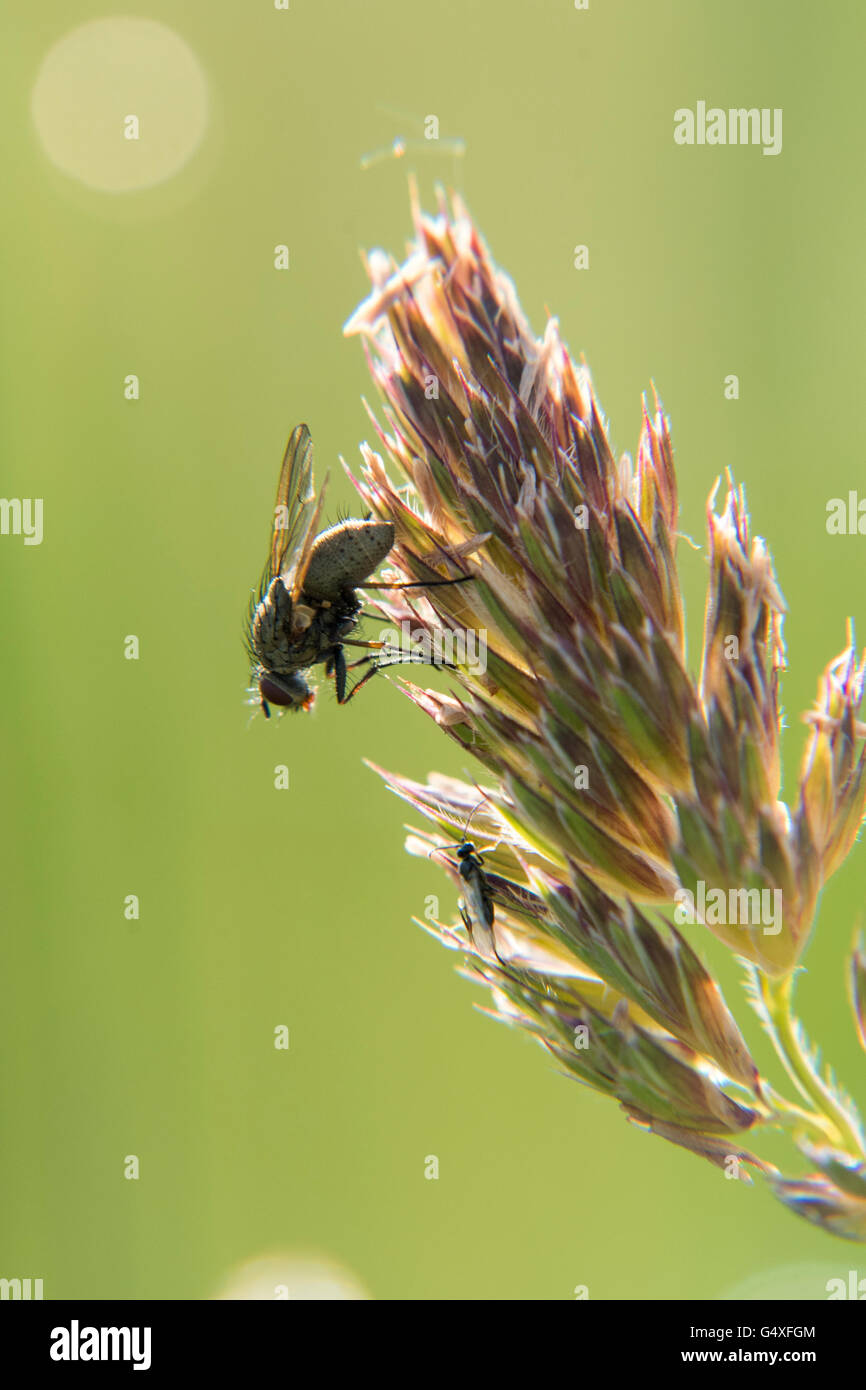 Fly basking on wild grass ear Stock Photo