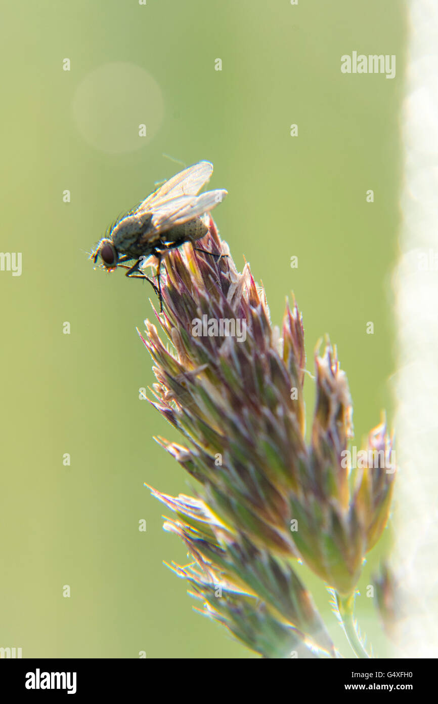 Fly on Grass ear Stock Photo