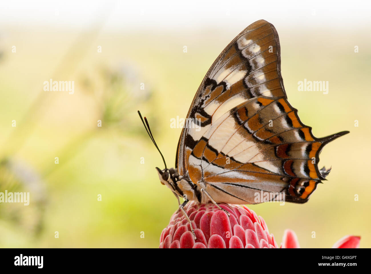 Tailed emperor, Polyura sempronius, butterfly on red torch ginger, Etlingera elatior Stock Photo